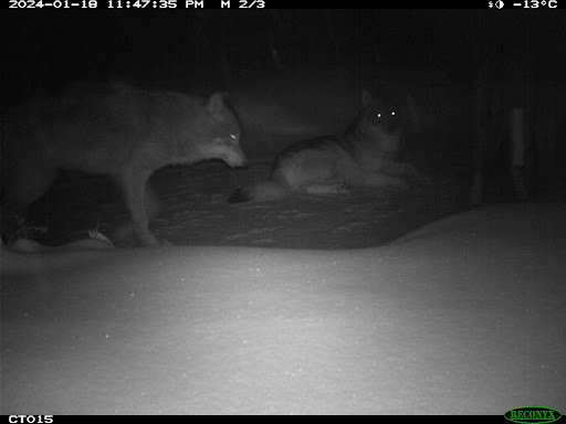 Two wolves on frozen creek at night, one standing and one laying down